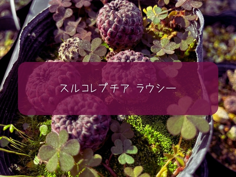 スルコレプチア　ラウシー