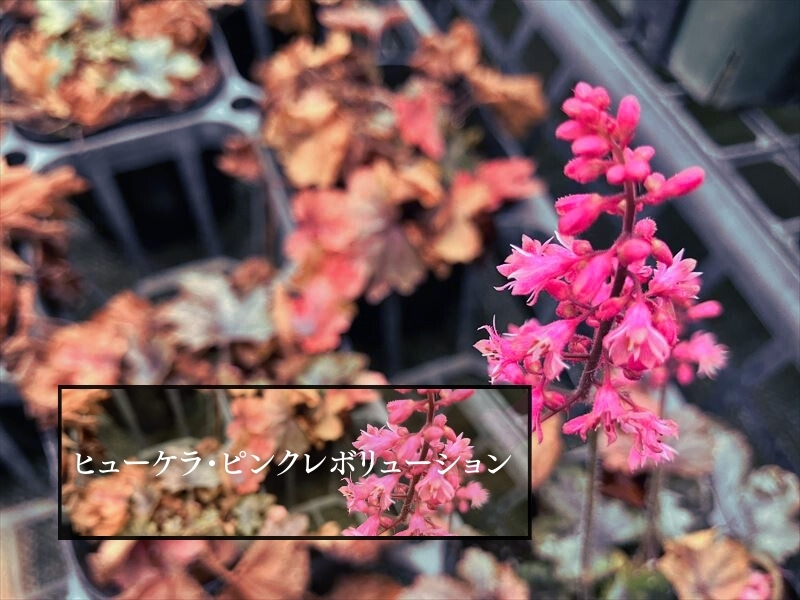 ヒューケラ　ツボサンゴ