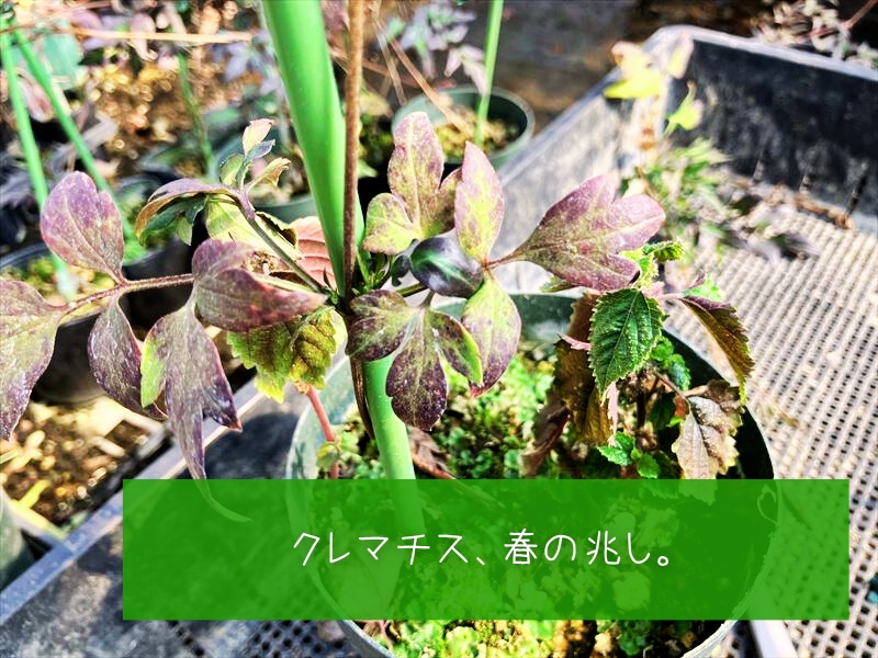 クレマチス
