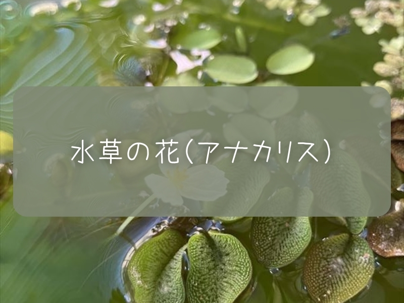アナカリス　水草