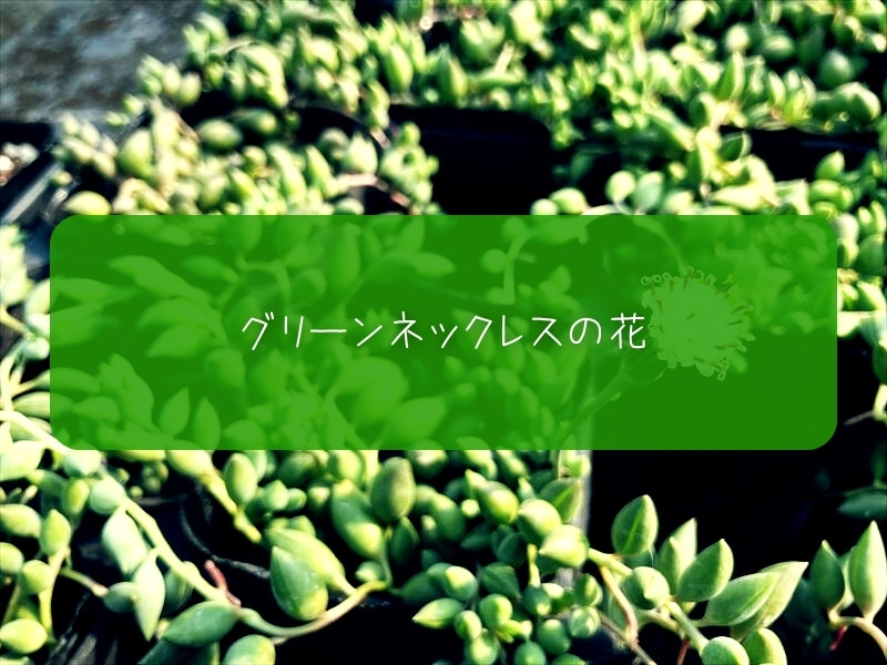 グリーンネックレス　花