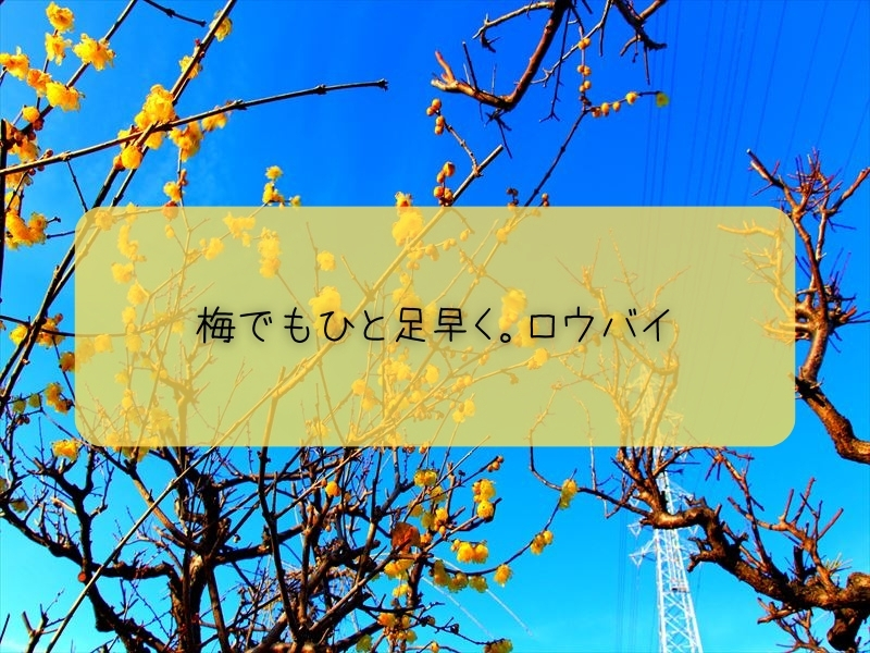 ロウバイ（蝋梅）について