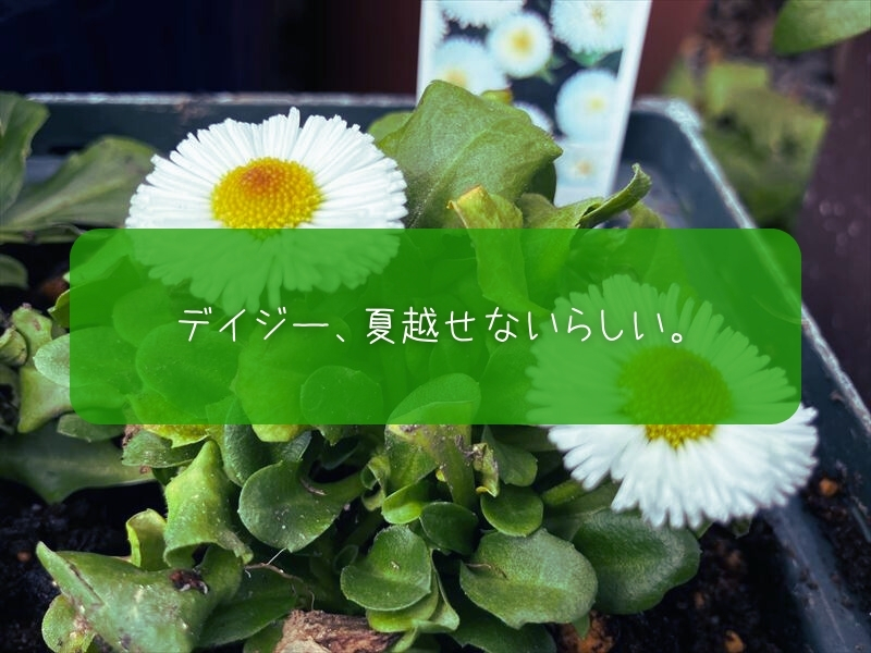 デイジー