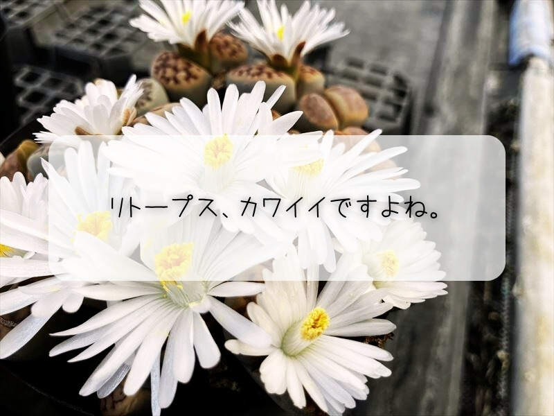 リトープス