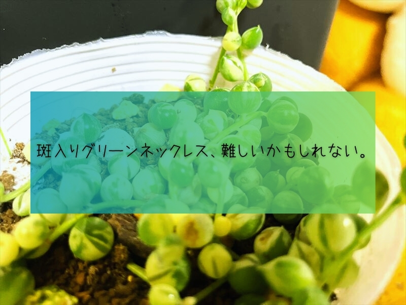 斑入りグリーンネックレス　育て方