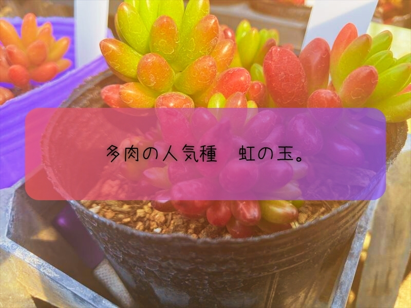 多肉植物　虹の玉の育て方