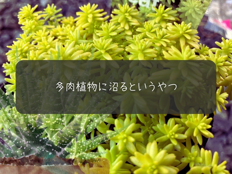 多肉植物　寄せ植え