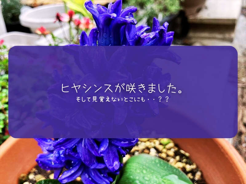 ヒヤシンス　育て方